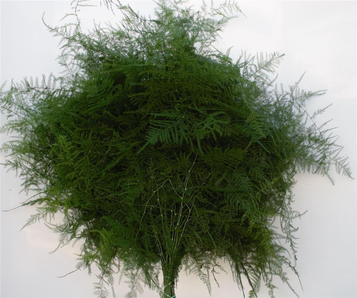 <h4>ASPARAGUS PLUM EXT</h4>