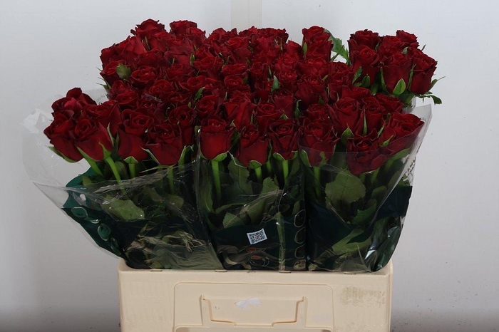 <h4>R Gr Furiosa</h4>