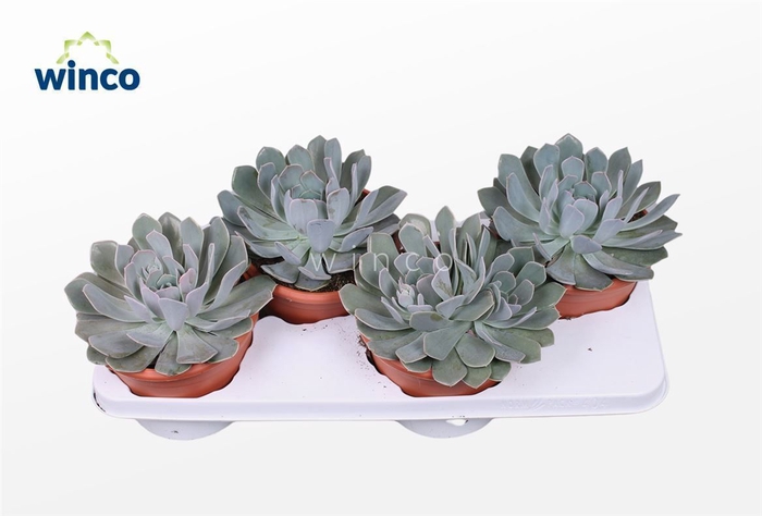 <h4>Echeveria Grey Prince</h4>