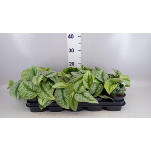 Scindapsus pictus 'Trebie'