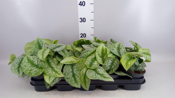<h4>Scindapsus pictus 'Trebie'</h4>