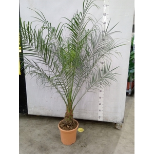 Phoenix roebelenii