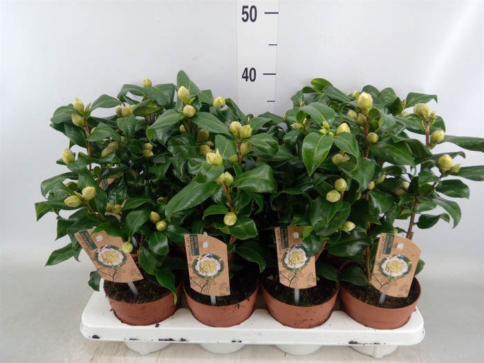 <h4>Camellia japonica 'Brushfield Yell'</h4>