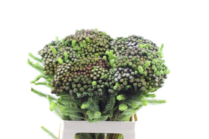 <h4>Kaaps Brunia Albiflora Xl</h4>