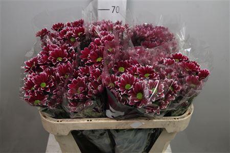 <h4>Chr T Haydar</h4>