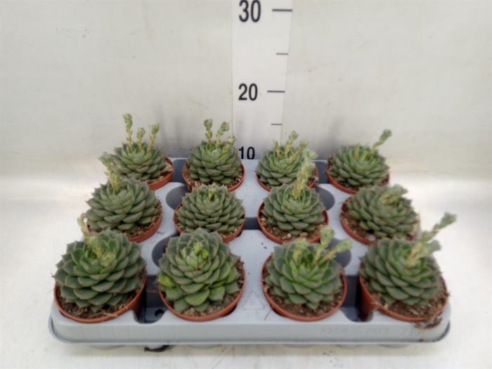 <h4>Echeveria ...</h4>