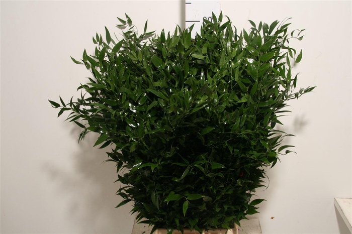 <h4>Ruscus aculeatus per bos</h4>