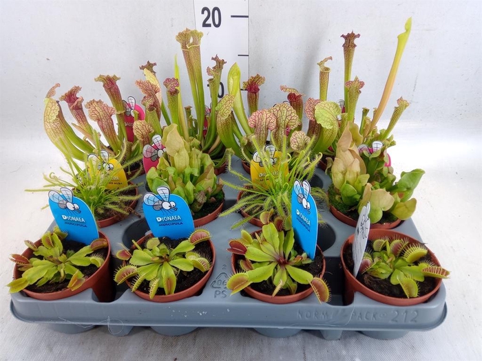 <h4>Vleesetende planten</h4>