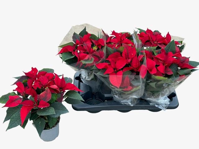 <h4>EUPHOR P CHR F RED</h4>