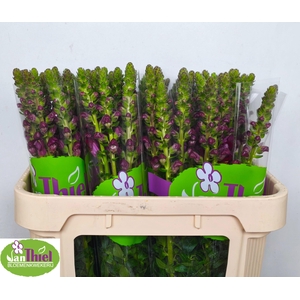 ANTIR AVIGNON DA RED