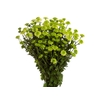 CRISANTEMO SANTINI LORENZO 080 CM VERDE