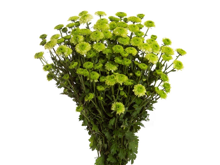 CRISANTEMO SANTINI LORENZO 080 CM VERDE