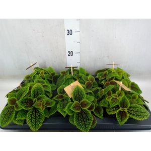 Pilea alumi