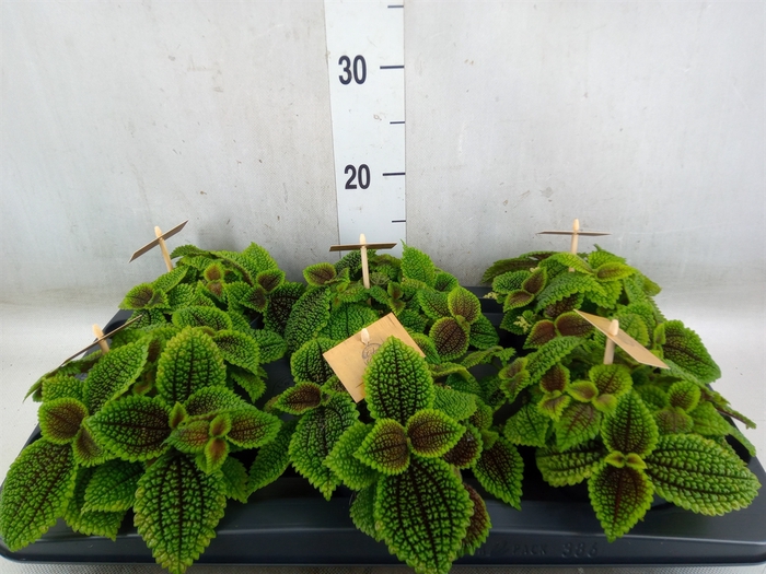 <h4>Pilea alumi</h4>