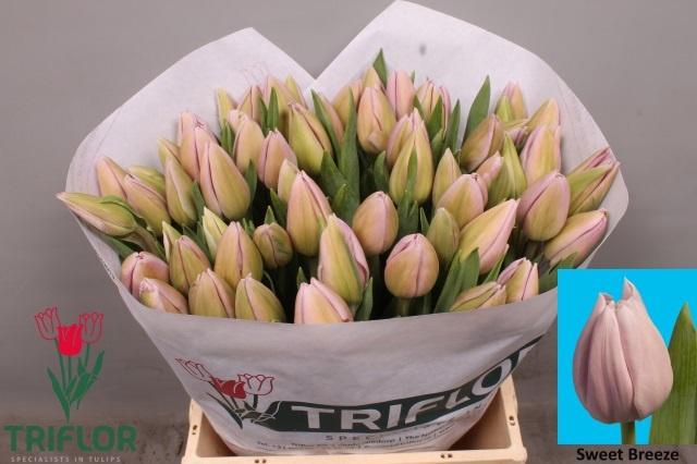 <h4>TU EN SWEET BREEZE</h4>