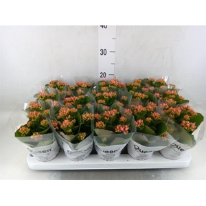 Kalanchoe  'RoseFlow Esme'