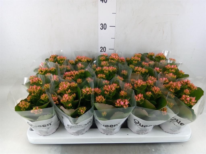 <h4>Kalanchoe  'RoseFlow Esme'</h4>