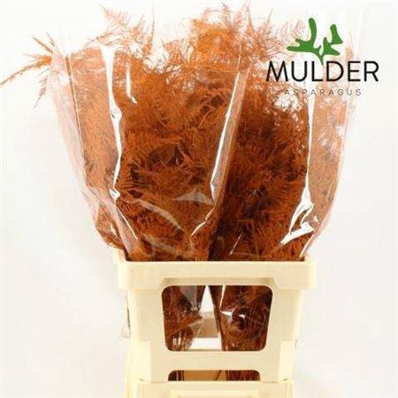 <h4>Asp Ov Klb H%</h4>