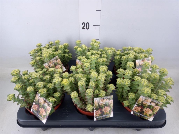 <h4>Crassula perforata</h4>
