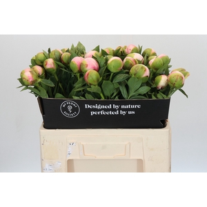 Paeonia Colonel Owen Cousins