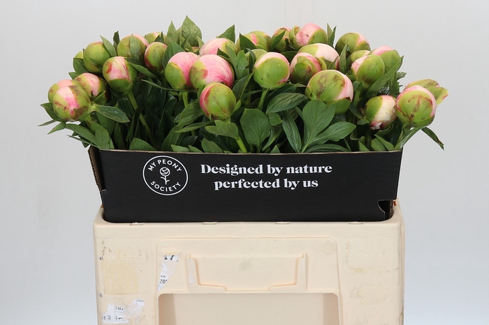 Paeonia Colonel Owen Cousins