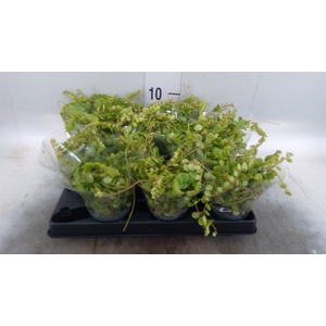 Peperomia pros.