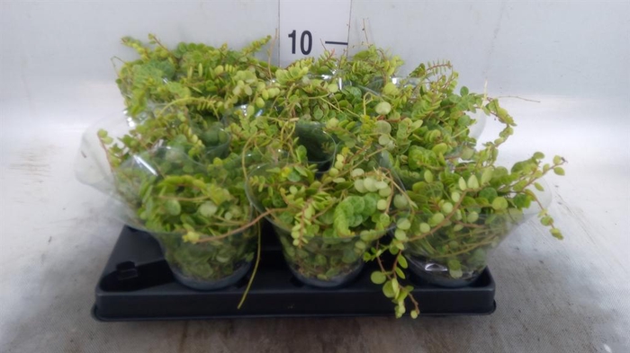 <h4>Peperomia pros.</h4>