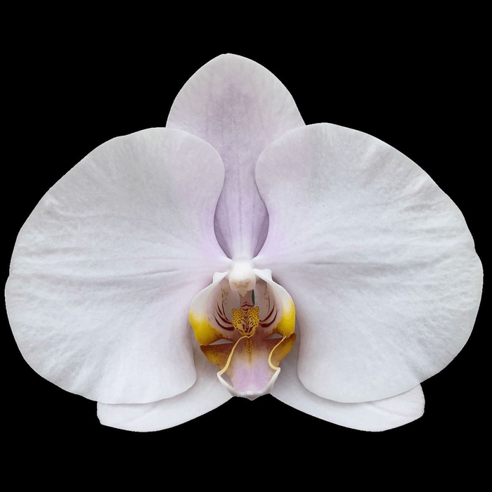 <h4>Phal Alpha</h4>