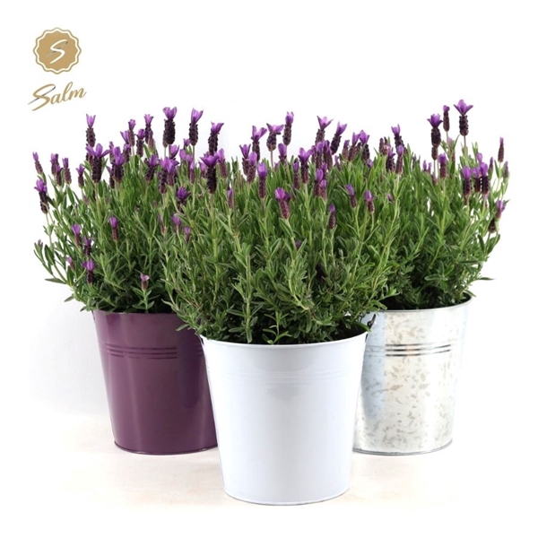 <h4>Lavandula st. 'Anouk'® Collection P19 in Zinc Mix</h4>