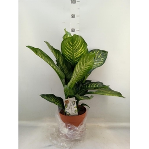 Dieffenbachia seg. 'Maroba'