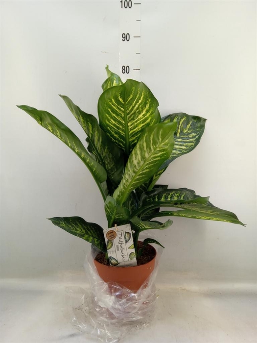 <h4>Dieffenbachia seg. 'Maroba'</h4>