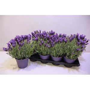 arr8 Lavandula Stoechas Cesp 14