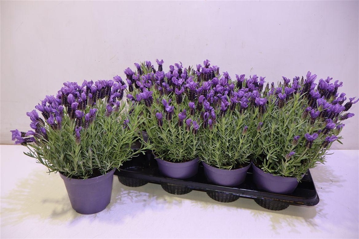 <h4>arr8 Lavandula Stoechas Cesp 14</h4>