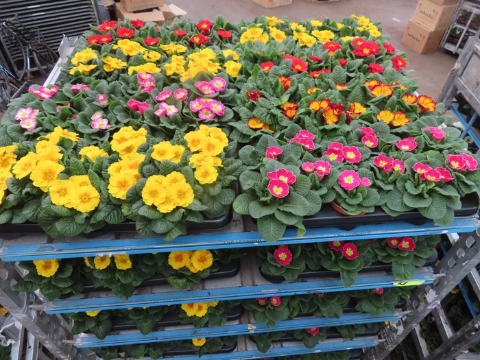 <h4>PRIM AC MIXK</h4>