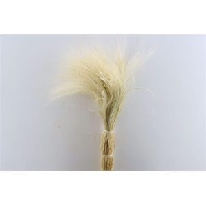 Dried Stypha Penata Natural Bunch 100gr