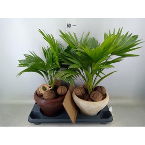 Livistona rotundifolia