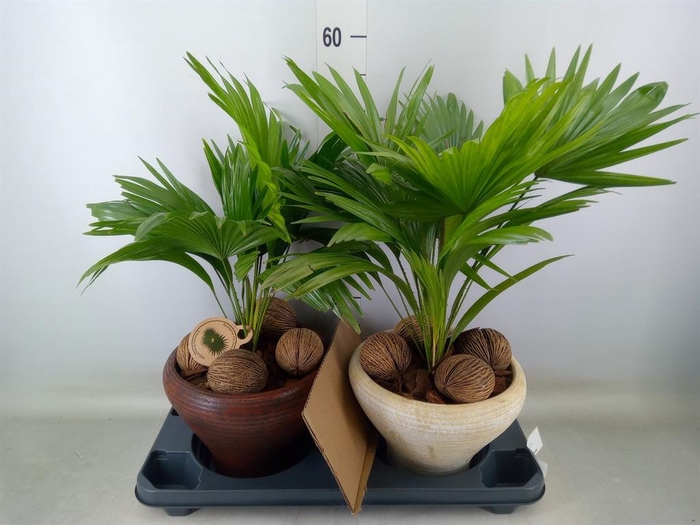 <h4>Livistona rotundifolia</h4>