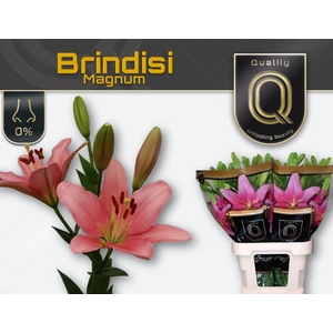 LI LA BRINDISI MAGNUM 5+