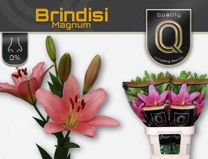 <h4>LI LA BRINDISI MAGNUM 5+</h4>