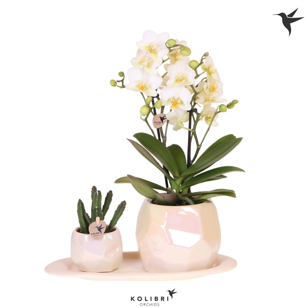 <h4>Kolibri Green up your home Gift Set small Pearl</h4>