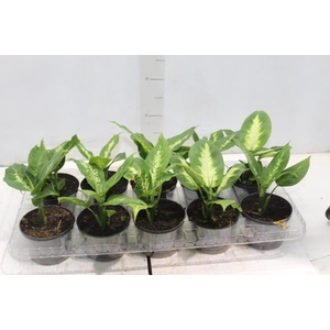DIEFFENBACHIA VARIADO P11