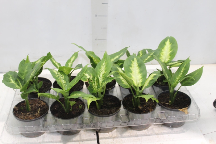 <h4>DIEFFENBACHIA VARIADO P11</h4>