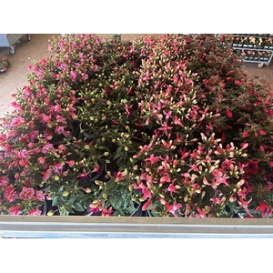 FUCHSIA B F GEM