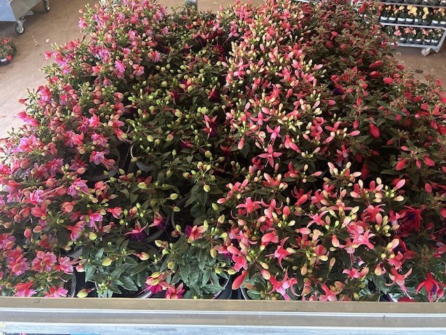 <h4>FUCHSIA B F GEM</h4>