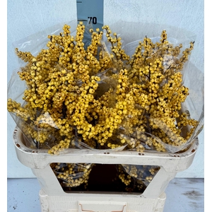 ILEX VE MAG CITRONEL