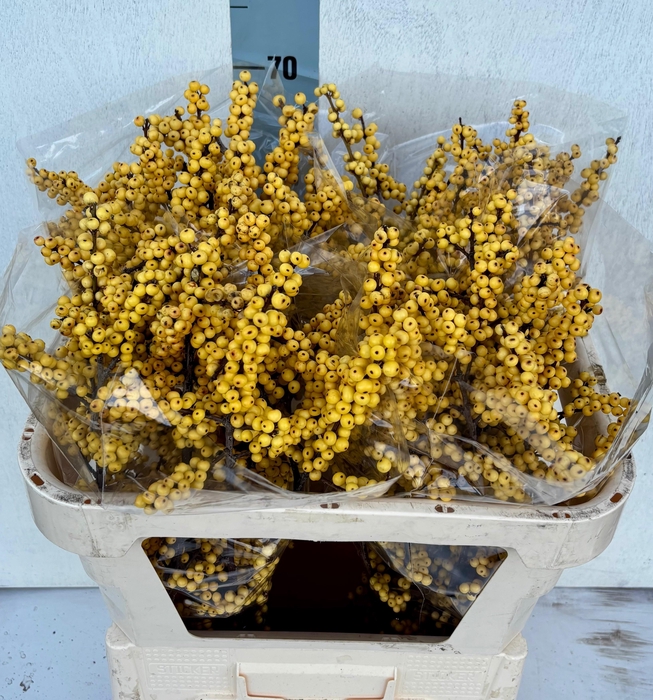 <h4>ILEX VE MAG CITRONEL</h4>