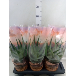 Aloe arborescens