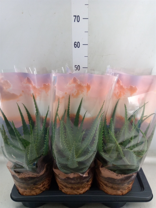 <h4>Aloe arborescens</h4>