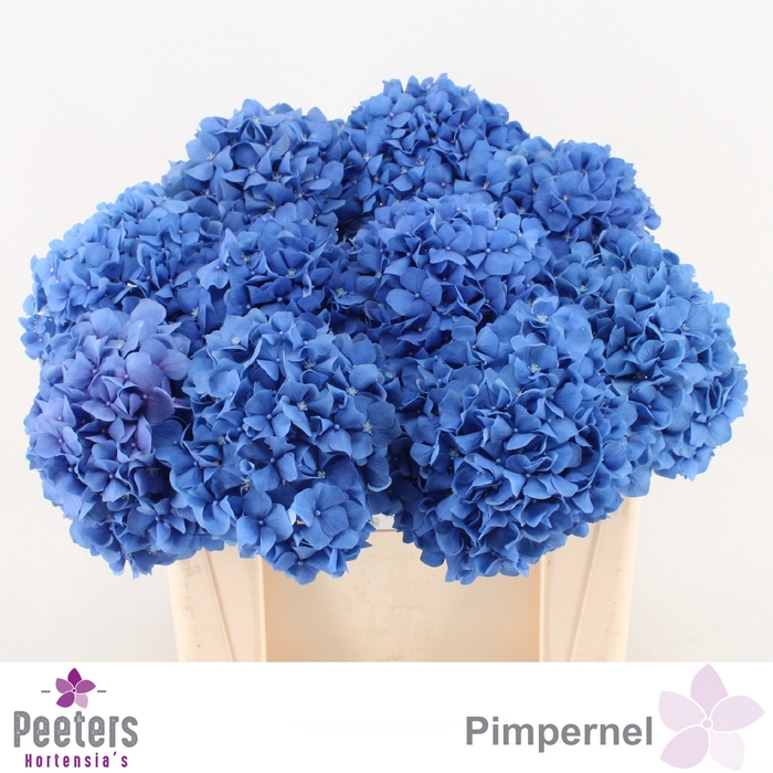 <h4>HYDR M CH PIMPERNEL</h4>