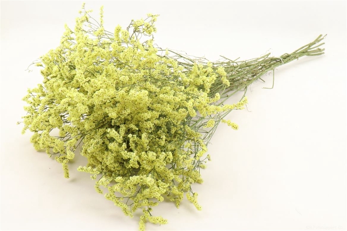 <h4>Bunch Limonium Diamond Slv 50g L60</h4>